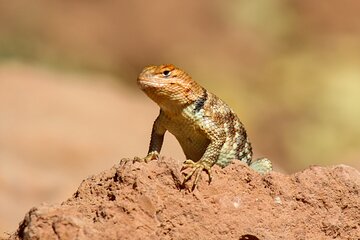 Reptile Hunting in The Sonoran Desert