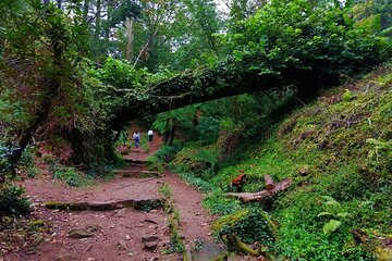 Bussaco Forest Walking Experience, half day from Coimbra