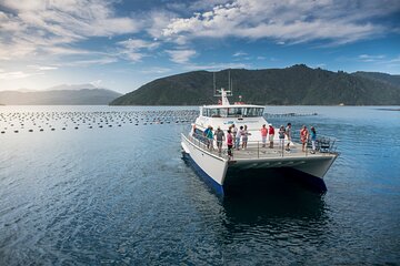 Seafood Odyssea Marlborough Sounds Cruise from Picton