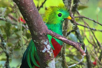 Quetzal Birdwatching Experience at San Gerardo De Dota Group Tour. 