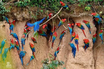 Macaw Collpa & Sandoval Lake 4 Days / 3 Nights