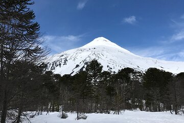 Trekking Andean Lagoons + Mapuche Cuisine