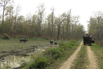 Jeep Safari ( inside Chitwan National Park, 8-10 hrs.).