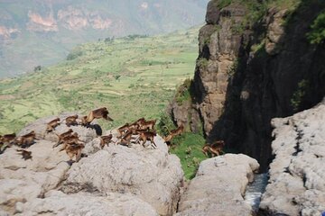 Nature & Historical day trip to Debrelibanos and the beautiful Jemma valley 