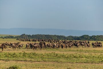 4 Nights Wildebeest migration Maasai Mara