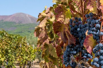 Vesuvius with Wine Tasting and lunch included from Naples