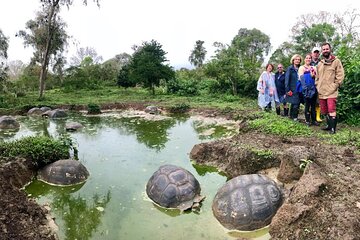 The Galapagos Giant Tortoise Experience | Los Gemelos | Private