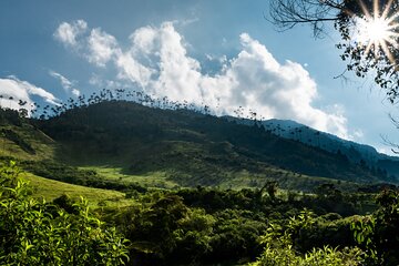 Full Day Climbing The Cocora Valley with Lunch