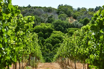 Wine Tasting Tour in Algarve Winery 