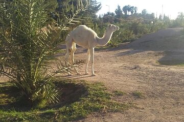 Private camel ride in the Palmeraie in Marrakech