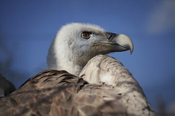 5-Days Discovering Birds of Portugal and Spain with Guide