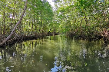 Local Sightseeing & Mangrove Tour