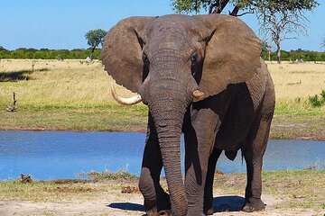 5 Days Lodge Wildebeest Calving Safari