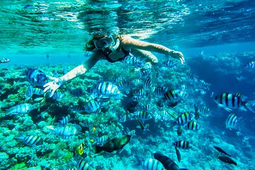 Full-Day Reef Snorkeling in Cozumel from Cancún with Lunch