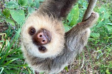  Sloth Sanctuary WildLife Hike