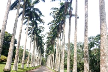 Aburi Botanical Gardens And Boti Falls Private Tour