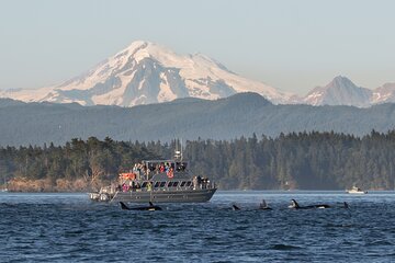 Orcas Island Whale Watching