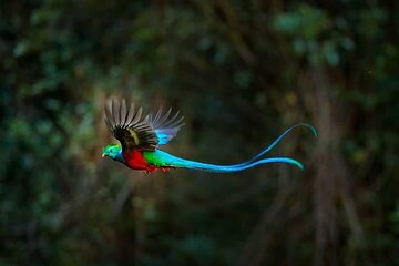 El Quetzal Birdwatching Tour from Cobán - Guatemala´s National Bird