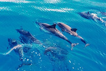 Swim with Dolphins in the West Coast line of Oahu