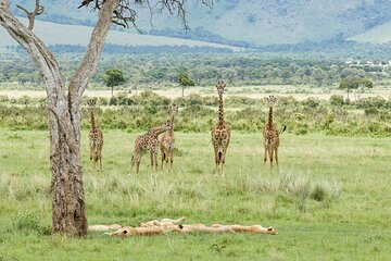 3-Day Masai Mara Budget Camping Safari