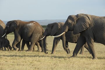 Day tour Amboseli Park from Nairobi