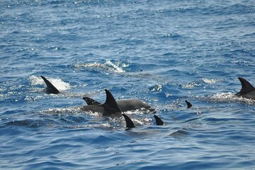 Dolphin tour from El Gouna