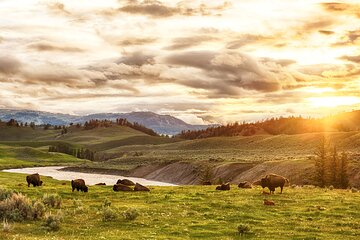 Yellowstone National Park Tour from Jackson Hole