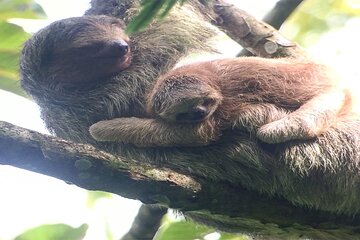 Arenal Volcano National Park Sloth Tour