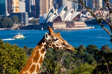 Sydney Taronga Zoo General Entry Ticket