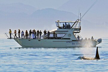 Victoria Whale Watch Tour