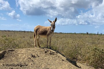 Donkey Sanctuary Tour with a Local Guide 