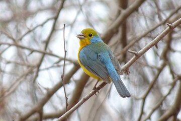 SIerra Madre Highland bird and Tuito