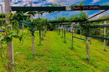 Hamakua Coast Farm Small-Group Walking and Tasting Tour