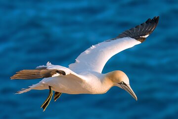 Whale Watching and Marine Life Tour in Reykjavik