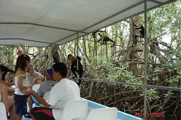 Monkey Mangrove tour