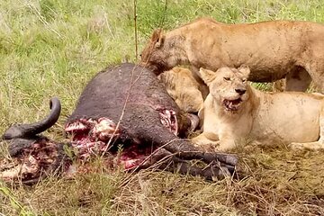 3 Days Big 5 Tour and Culture in Tanzania