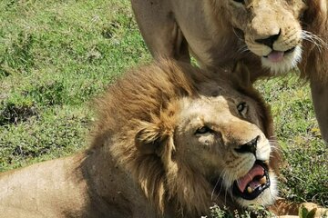 5 Days Tanzania Safari Private Tour