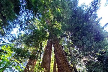 Muir Wood, Sausalito Half-Day Small Group Tour