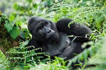 07-Days Murchison Falls, Queen Elizabeth & Gorillas Safari
