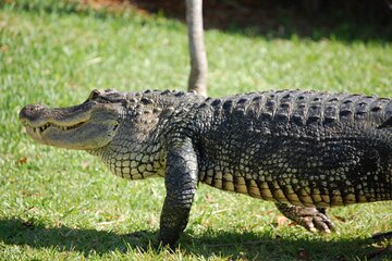 Everglades Admission Ticket with Airboat Ride and Wildlife Show