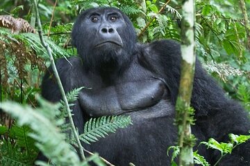 15-Days Around Uganda Safari