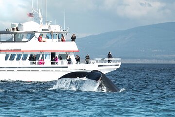 Whale Watching from Friday Harbor