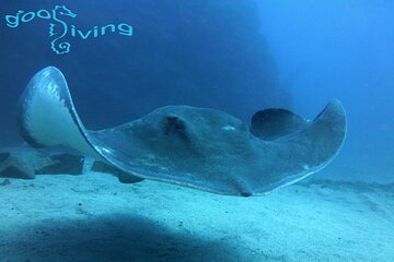 Dives Packages with Transfers in Tenerife