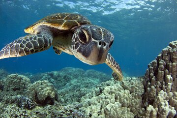 Morning Snorkel Sail from Lahaina Harbor