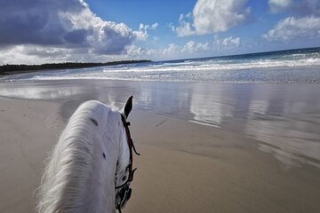 Horse Riding Experience through El Limon Beach