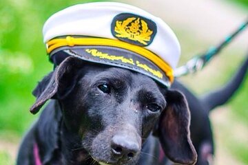 Dog Day of Summer Harbor Cruise in Boston