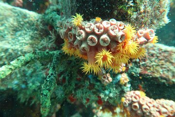 Atlantic Ocean Snorkeling Experience