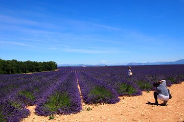 Lavender Fields Tour in Valensole from Marseille