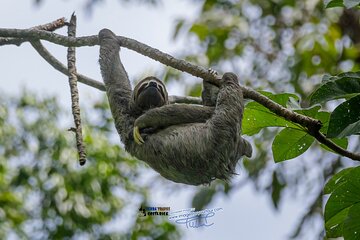 Sloth Tour Manuel Antonio National Park