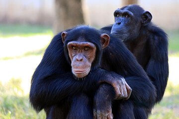 4 Day Tour Kibale Forest National Park and Gorilla Trekking